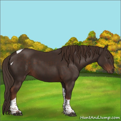 Horse Color:Liver Chestnut Tobiano Rabicano 