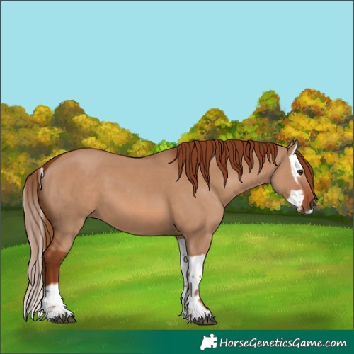 Horse Color:Red Dun  and Red Dun Splash 