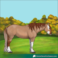 Horse Color:Red Dun  and Red Dun Splash 
