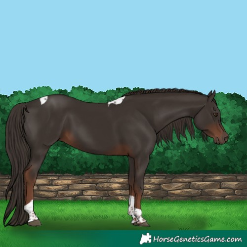 Horse Color:Liver Chestnut Tobiano 