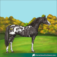Horse Color:Platinum Liver Chestnut Splash Tobiano Appaloosa 