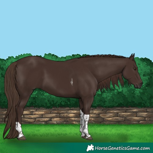 Horse Color:Liver Chestnut Tobiano 