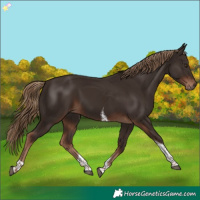 Horse Color:Liver Chestnut Tobiano 