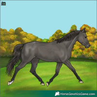 Horse Color:Grullo Varnish 
