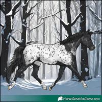 Horse Color:Black Near Leopard 