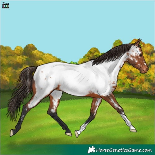 Horse Color:Bay Appaloosa