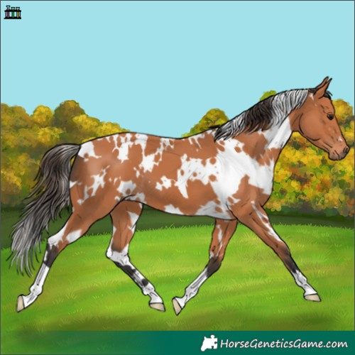 Horse Color:White Spotted Bay 