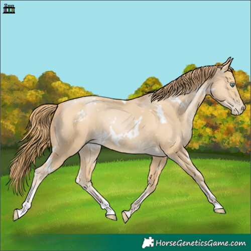 Horse Color:White Spotted Smoky Black Pearl 