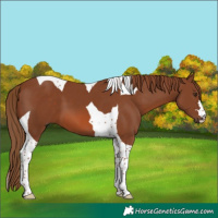 Horse Color:Chestnut Tobiano 