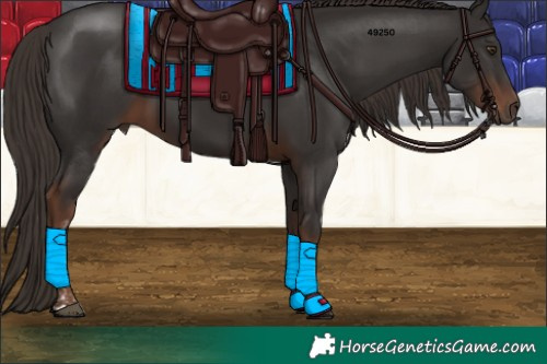 Horse Color:Liver Chestnut Tobiano 