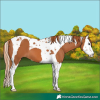 Horse Color:Chestnut Splash Tobiano 