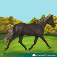 Horse Color:Liver Chestnut 