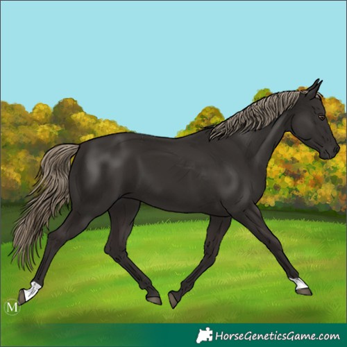 Horse Color:Liver Chestnut 