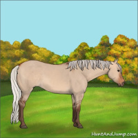 Horse Color:Silver Bay Dun 
