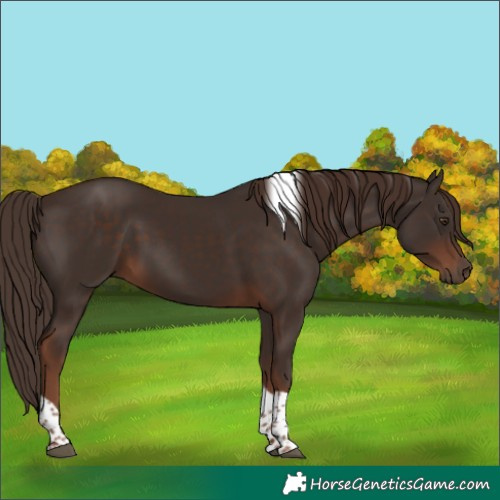 Horse Color:Liver Chestnut Tobiano 
