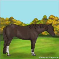 Horse Color:Liver Chestnut Tobiano 