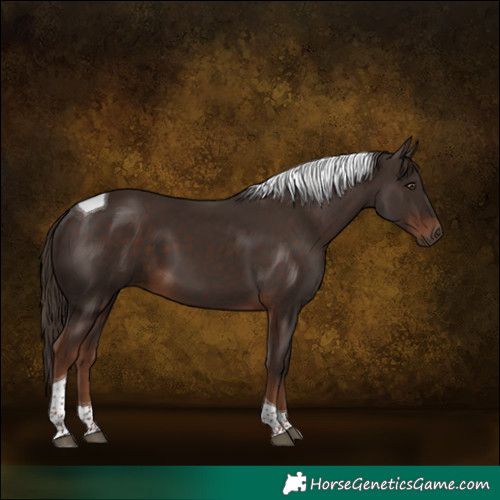 Horse Color:Liver Chestnut Tobiano 