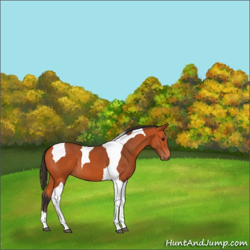 Horse Color:Bay Tobiano 