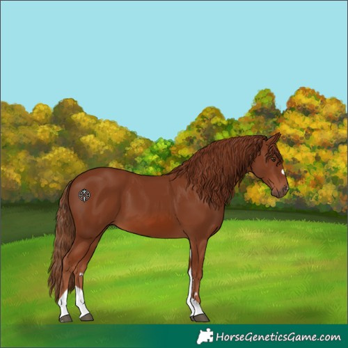 Horse Color:Chestnut Tobiano 