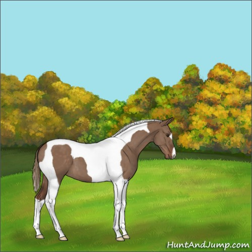 Horse Color:Liver Red Dun Tobiano 