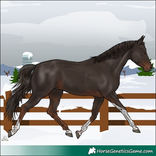 Horse Color:Liver Chestnut Tobiano 