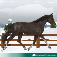 Horse Color:Liver Chestnut Tobiano 