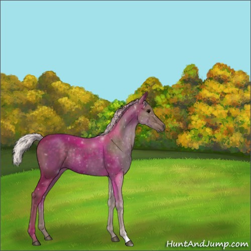 Horse Color:Silver Black Rabicano 