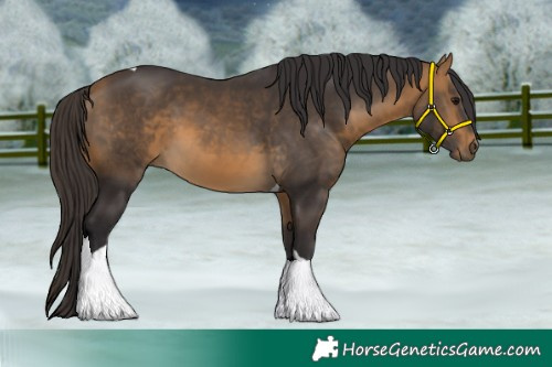 Horse Color:Buckskin Tobiano 