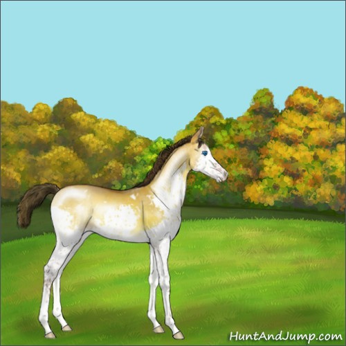Horse Color:White Spotted Amber Champagne Onyx Splash 