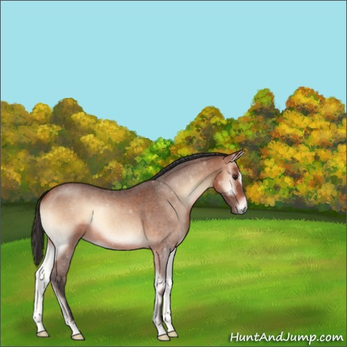 Horse Color:Bay Roan Onyx Sabino Rabicano 