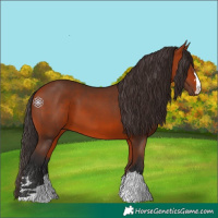 Horse Color:Bay 
