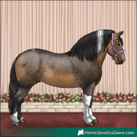 Horse Color:Buckskin Tobiano Rabicano