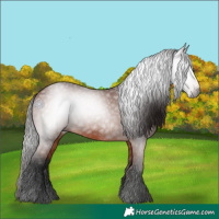 Horse Color:Gray Bay 