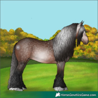 Horse Color:Gray Bay 