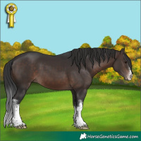 Horse Color:White Spotted Brown 