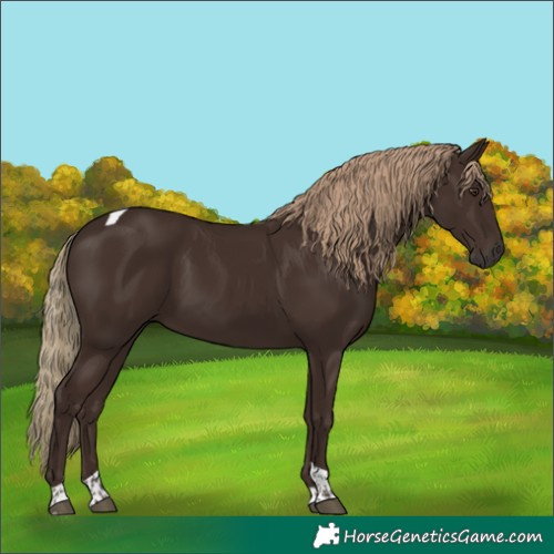 Horse Color:Liver Chestnut Tobiano 