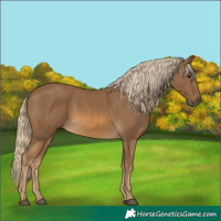 Horse Color:Chocolate Palomino 