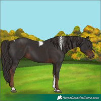 Horse Color:Liver Chestnut Tobiano 