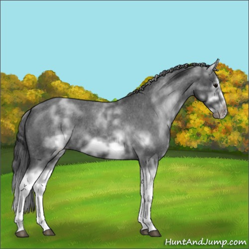 Horse Color:White Spotted Blue Roan Splash Frame Appaloosa 