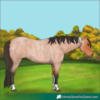 Horse Color:Bay Roan Tobiano 