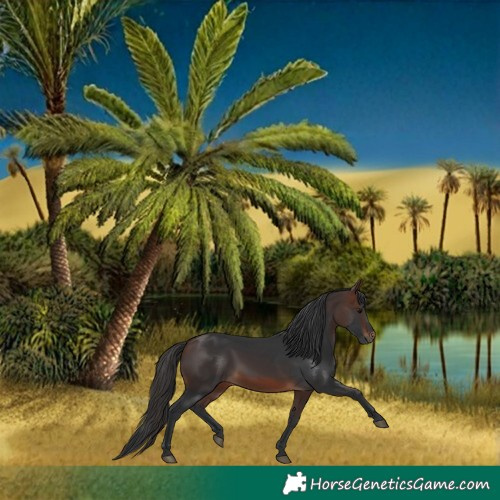 Horse Color:Brown 