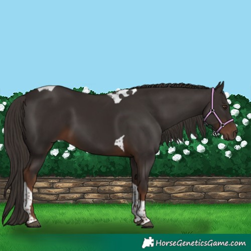 Horse Color:Liver Chestnut Tobiano 