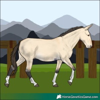 Horse Color:Buckskin Dun Tobiano 
