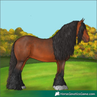 Horse Color:Bay 