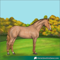 Horse Color:Red Roan Splash 
