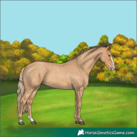 Horse Color:Red Roan Splash 