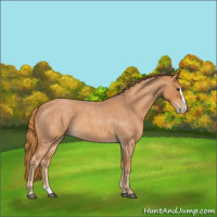 Horse Color:Red Roan Splash 