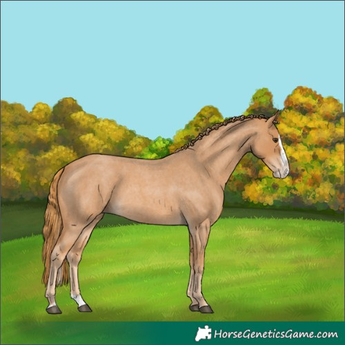 Horse Color:Red Roan Splash 