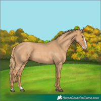 Horse Color:Red Roan Splash 