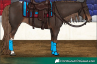 Horse Color:Liver Chestnut Tobiano 